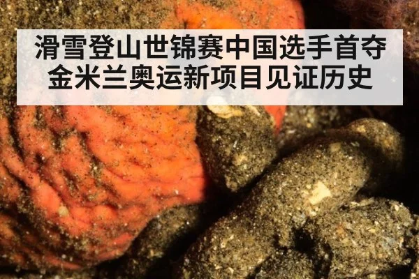 滑雪登山世锦赛中国选手首夺金米兰奥运新项目见证历史